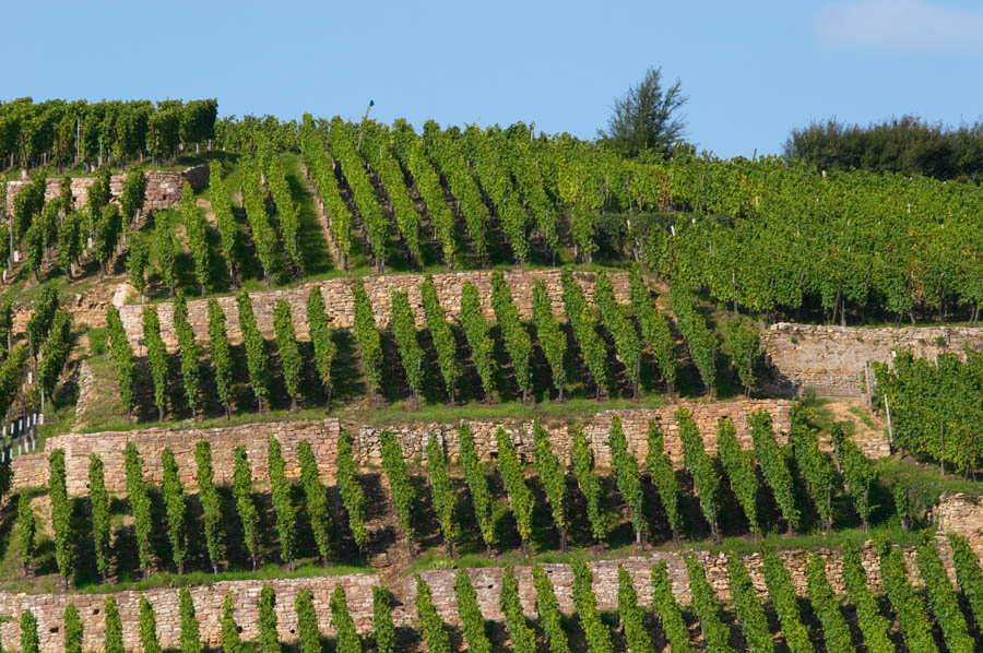 En vingård i Geisberg Grand Cru, Ribeauvillé, i Alsace