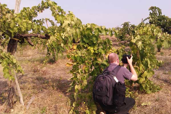 Fotografen i vingården i Kampanien