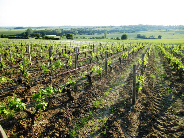 Vingård i Sancerre, Loire, i solnedgången