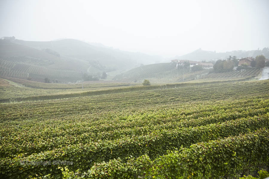 Vingårdar i en dimmig dal i Piemonte