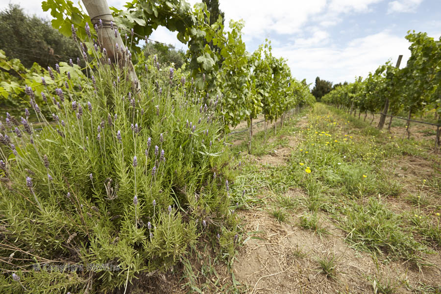 I vingården hos Emiliana i Casablanca Valley