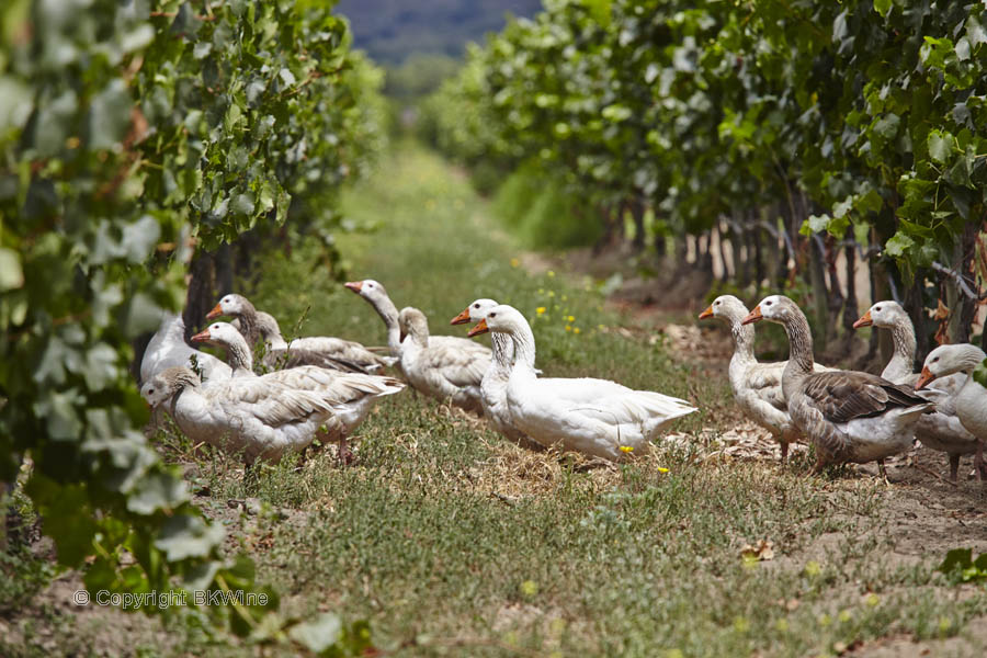 Gäss i vingården hos Emiliana i Casablanca Valley