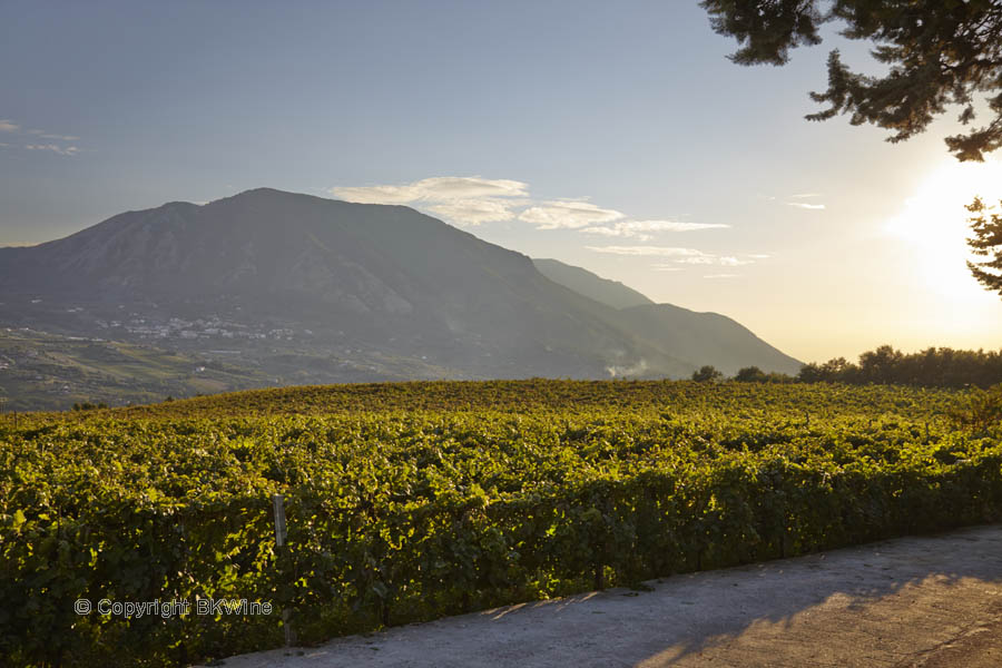 Landskapet i Kampanien, vingård med vulkanen i bakgrunden