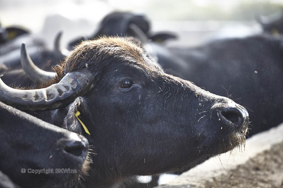 En vattenbuffel, mozzarellans ursprung