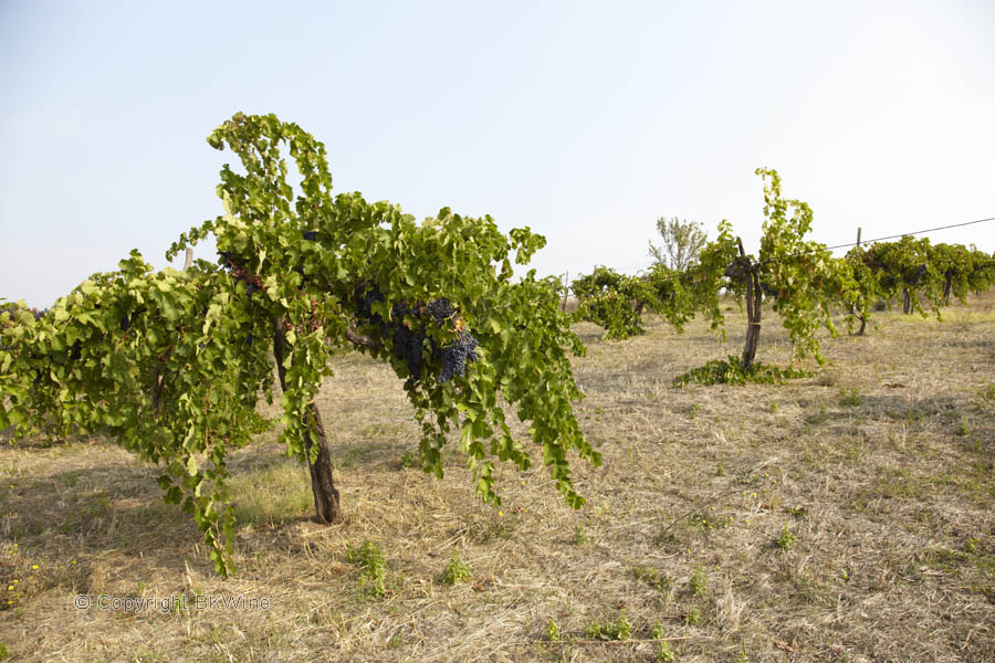 En mycket glest planterad vingård