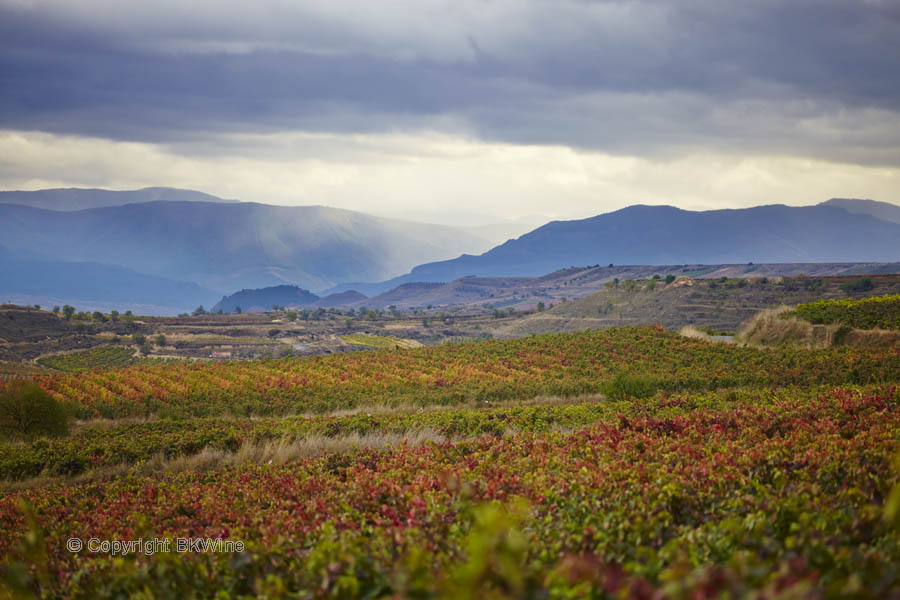 Landskap med vingårdar och berg, Rioja