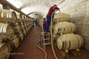Omtappning från fat i en vinkällare, Rioja
