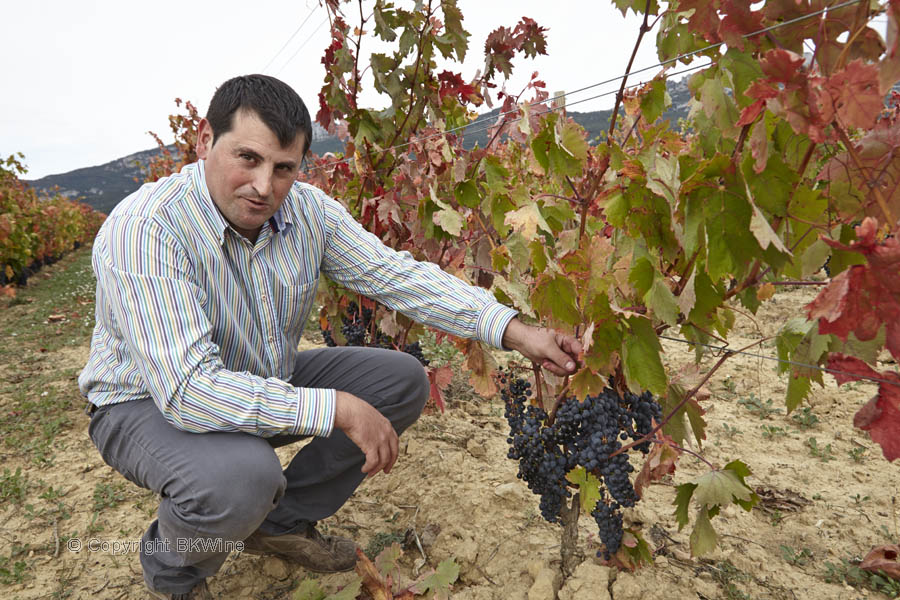 En vinmakare i vingården, Rioja