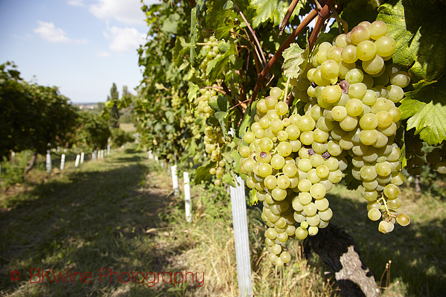 Druvor i en vingård i Emilia Romagna