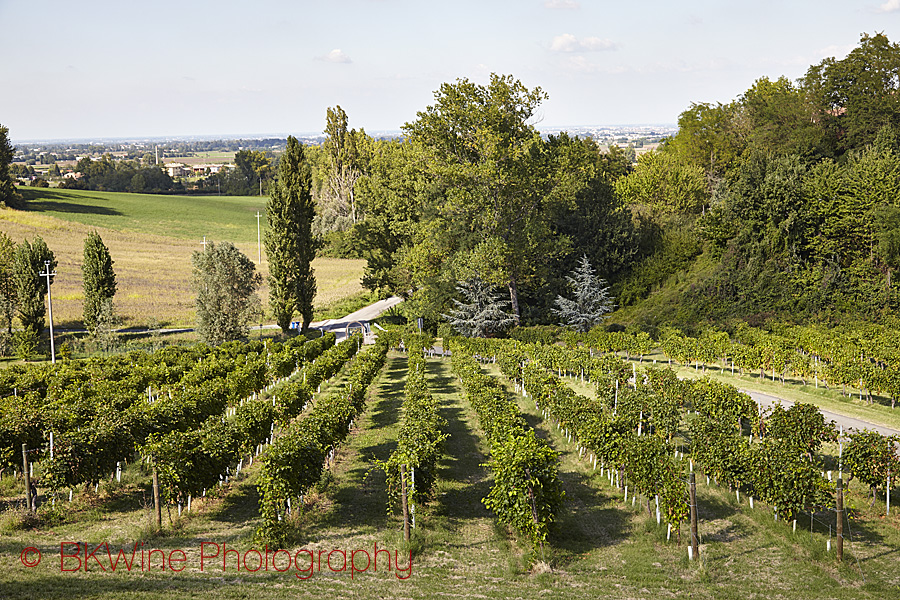 En vingård i Emilia Romagna