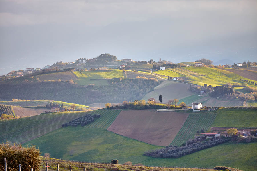 Böljande, kulligt landskap i Le Marche