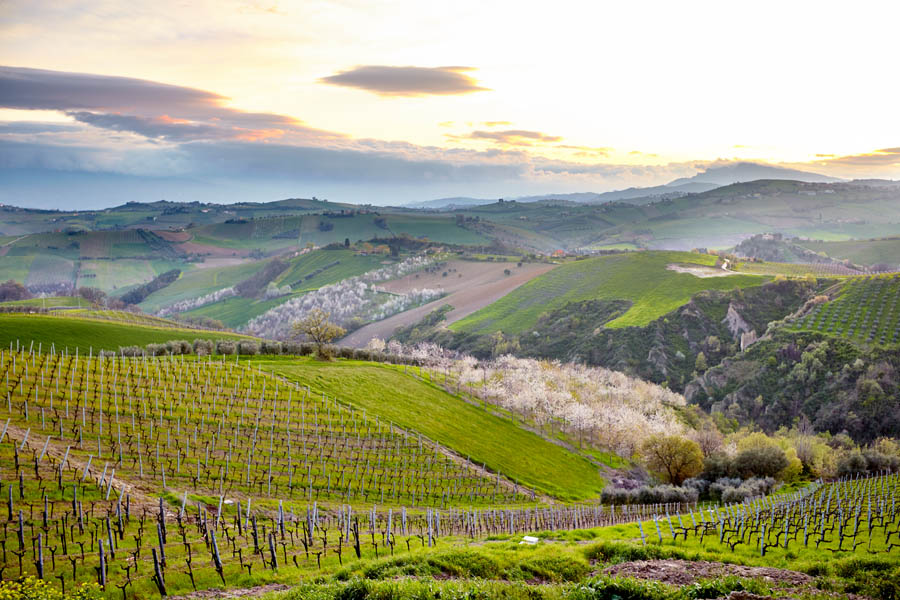 Vingårdar i det böljande landskapet i Le Marche