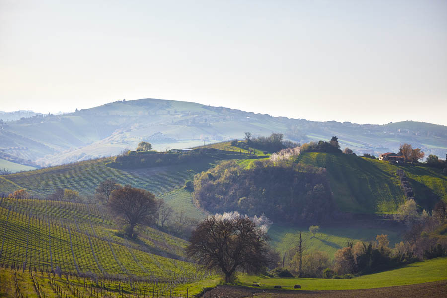 Böljande, kulligt landskap i Le Marche