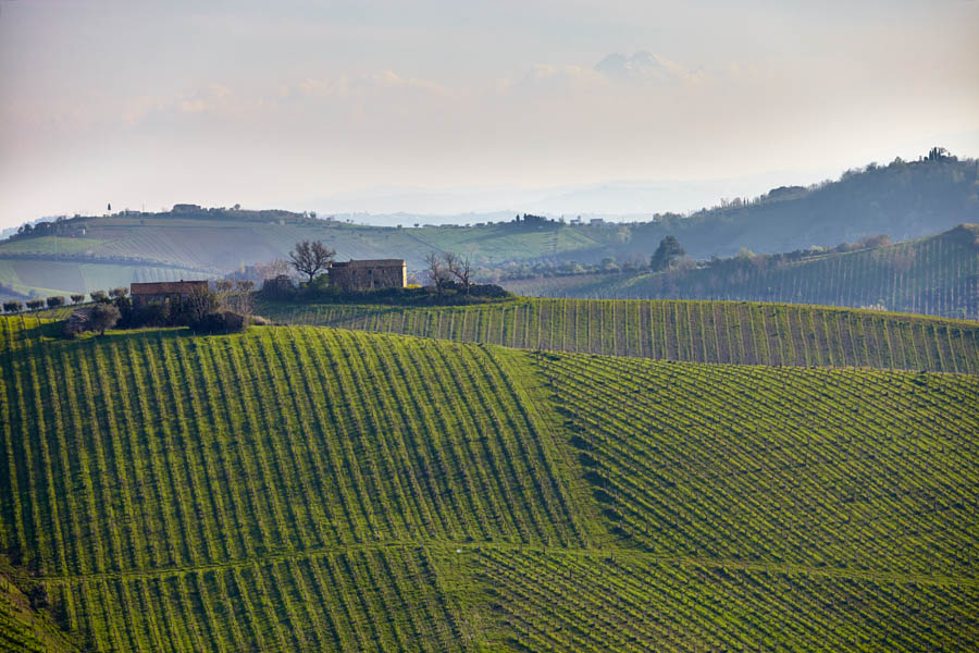 Vingårdar i det böljande landskapet i Le Marche