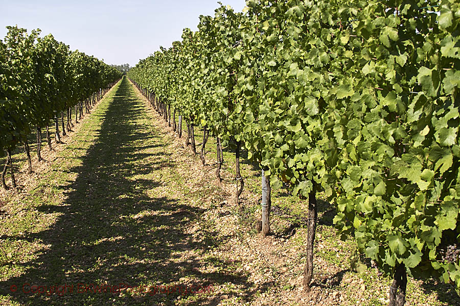 Vingård i Burgenland i Österrike