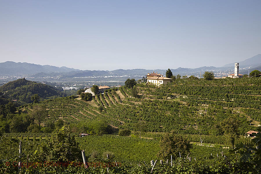 Branta vingårdar i Prosecco