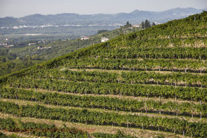 Terrasserade vingårdar i Prosecco