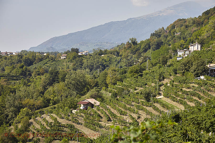 Branta vingårdar med Alperna i bakgrunden