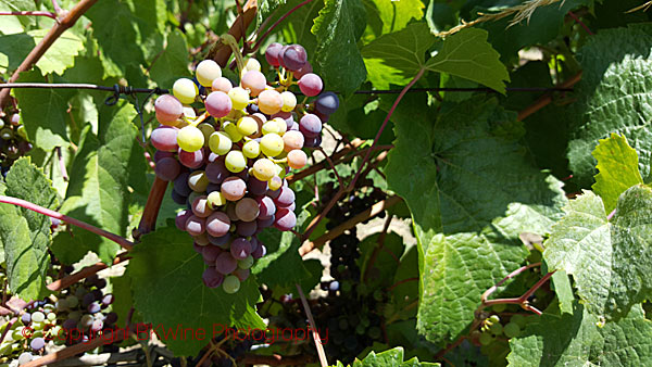 Veraison i vingården på Antiyal