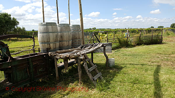 Biodynamiska dynamisatorer på Alpamanta, Mendoza