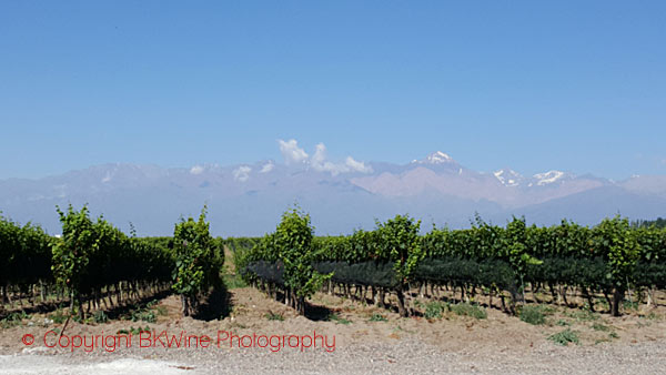 Utsikten över Anderna på Domaine Bousquet, Mendoza
