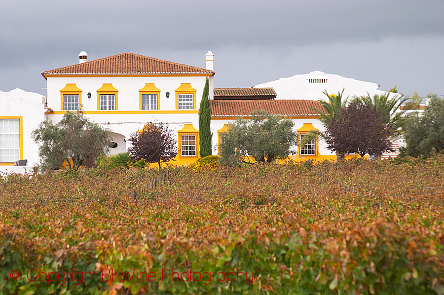 En vacker vingård i Alentejo