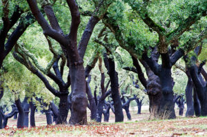 cork oaks in alentejo