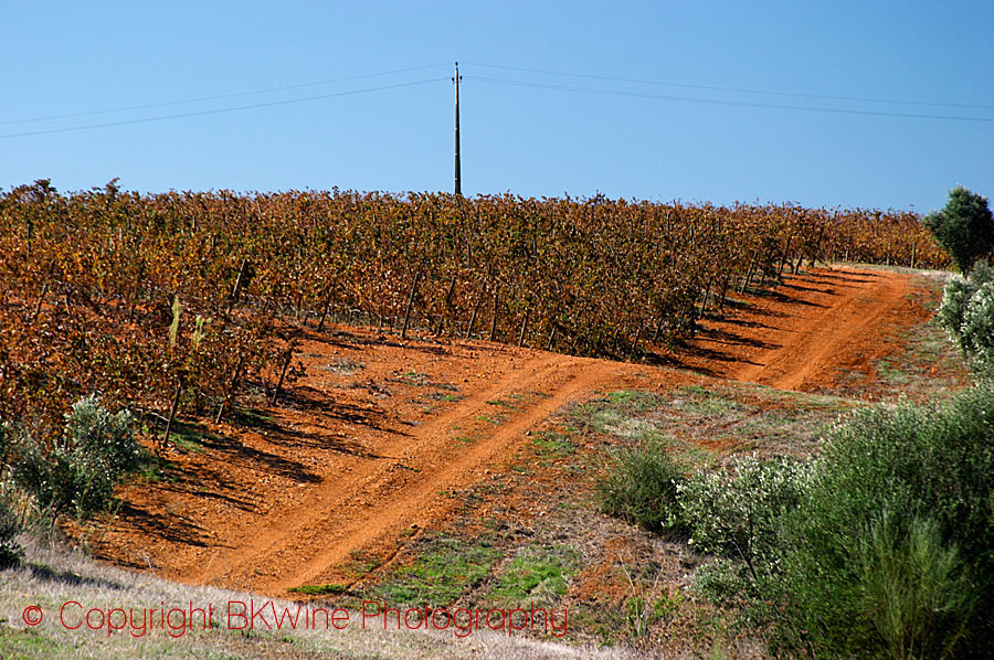 En vingård i Alentejo