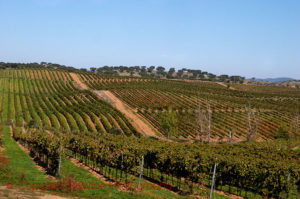 En vingård och ekskog i Alentejo