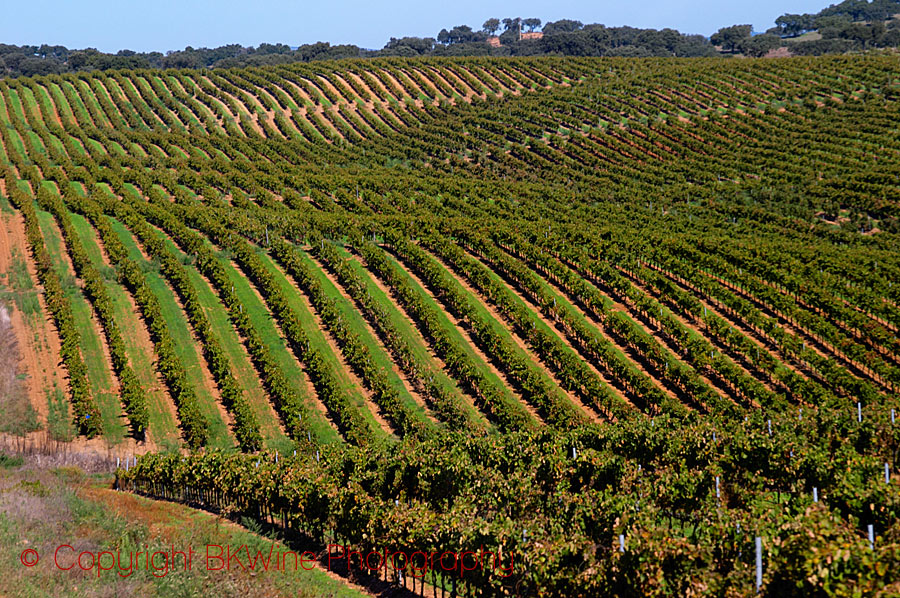 En vingård i Alentejo