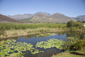 Glenwood Vineyards landskap och vingårdar, Franschhoek