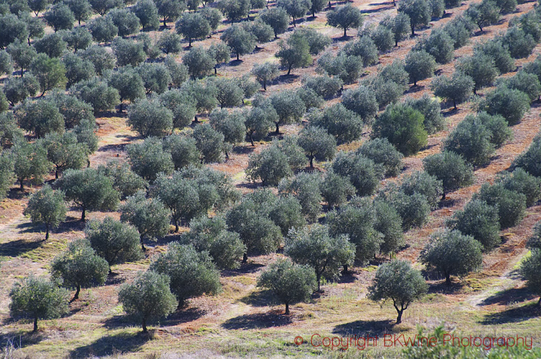 Olivträd