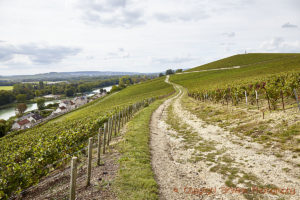 Vingårdar längs med Marne-kanalen i Vallée de la Marne, Champagne