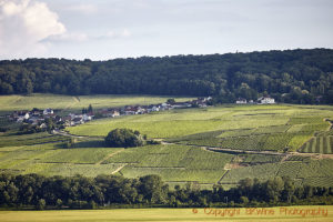 Vingårdar i Vallée de la Marne, Champagne
