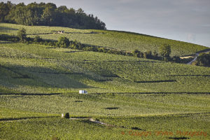 Vingårdar i Vallée de la Marne, Champagne