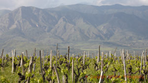 Vingårdar och berg på Etna på Sicilien