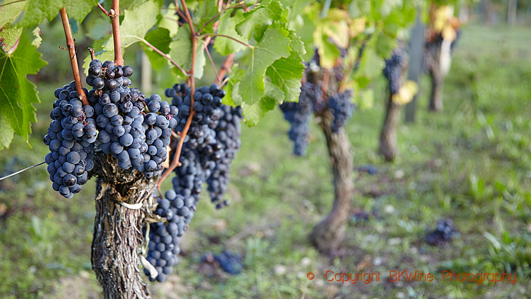 Mogen merlot på vinrankan i vingården, Saint Emilion, Bordeaux