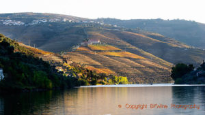 Längs Dourofloden klättrar vingårdarna upp längs branta sluttningar
