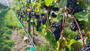 Pinot noir nästan färdig att skördas, Central Otago, Nya Zeeland