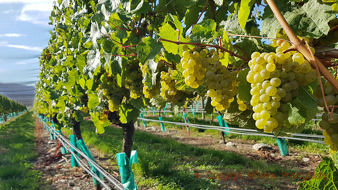 Riesling nästan färdig att skördas, Central Otago, Nya Zeeland