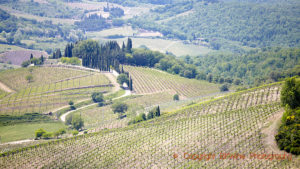 Vingårdslandskap i Toscana