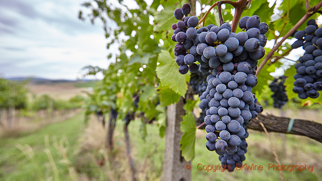 Sangiovese, färdigt att skördas i Toscana