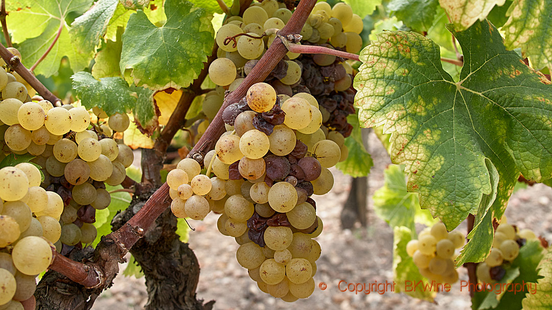 Vita (gröna) druvor färdiga att skördas i Bordeaux