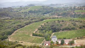 En vingård i landskapet i Languedoc