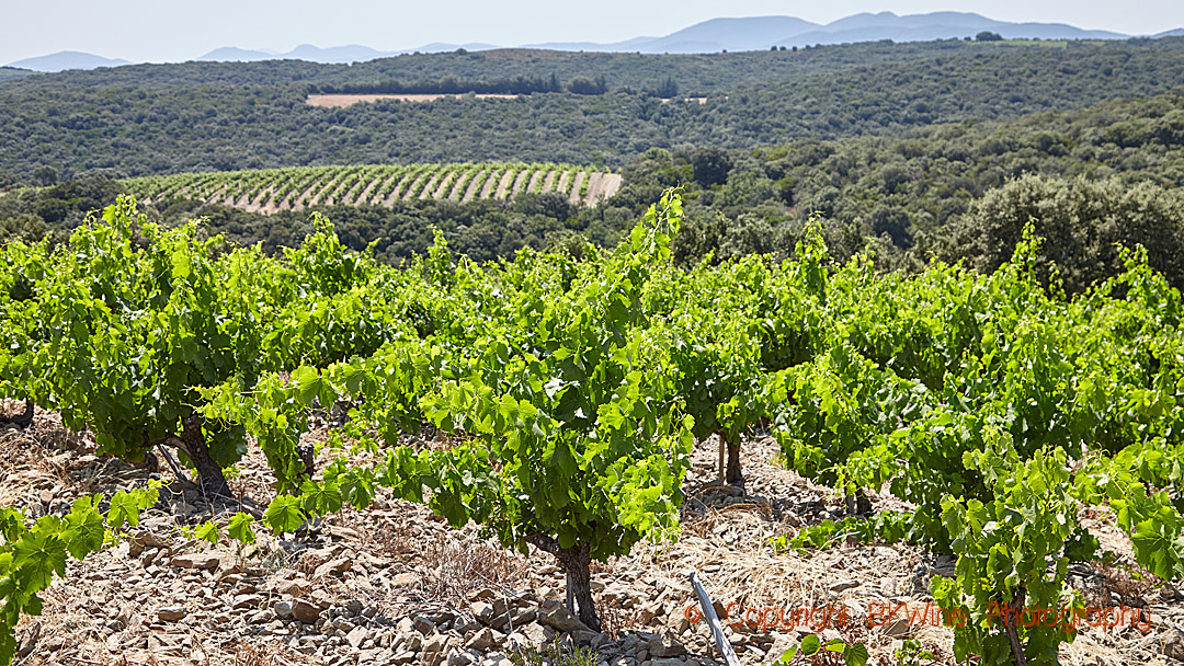 Utsikt över vingårdar och kullar i Languedoc