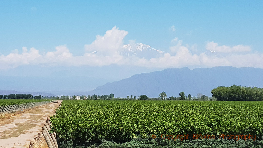 Utsikt över Andernas toppar bortom vingården