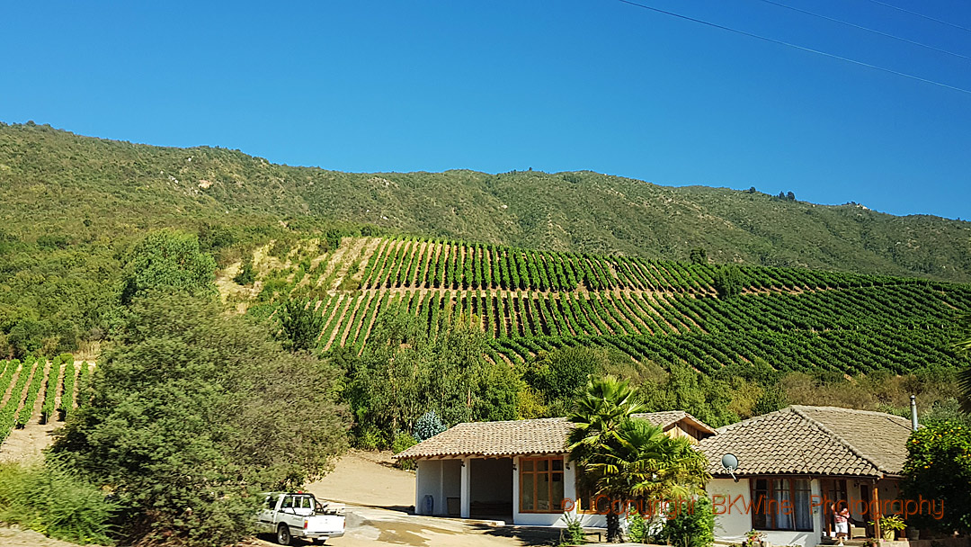 En vingård i Chile