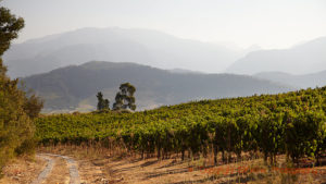 Vingårdslandskap i Franschhoek i Sydafrika