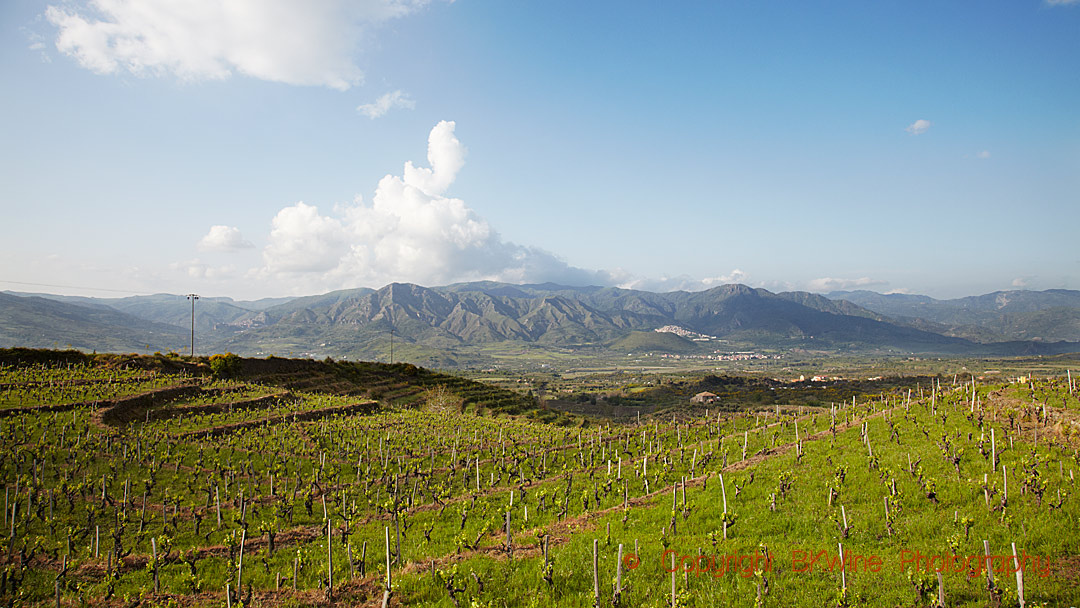 Vingårdar och vulkaner på Etna, Sicilien