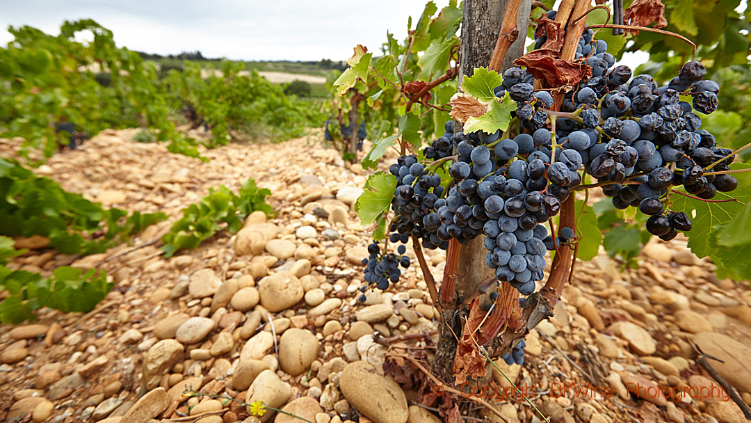 Vingård med mogna druvor och galets roulés i Rhone